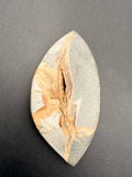 Polished septarian nodule slice from Gisborne New Zealand showing calcite-lined pocket