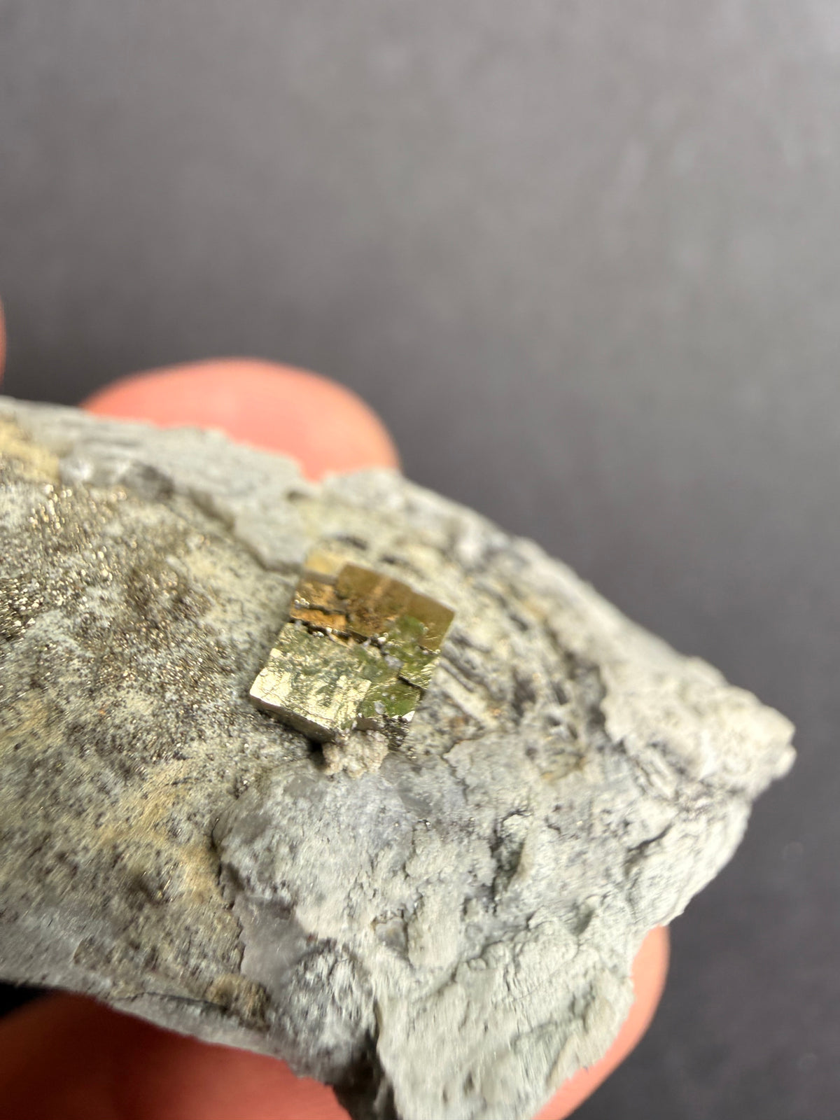 Close-up of host rock showing wood grain pattern beneath pyrite crystal